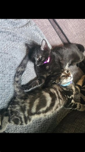 simba the lion & Kaliboo 🐱🐱 (@simba.the.lion45)’s videos with The Lion Sleeps Tonight - The Tokens