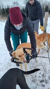 Our Tandem Dog Sled Ride has been very popular lately we've done 6 groups in a row! New snow tonight will make the trail smoother after grooming maybe we can get back to running 8 dog teams vs 6. #dogsledding #mushing #onlyinmn #dogs #alaskanhusky #musher | Endurance Kennels LLC