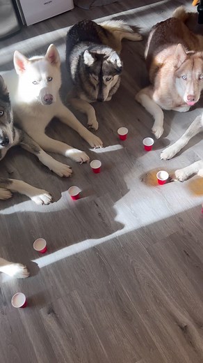 Train Your Dog with Woof's App for Personalized Training Programs