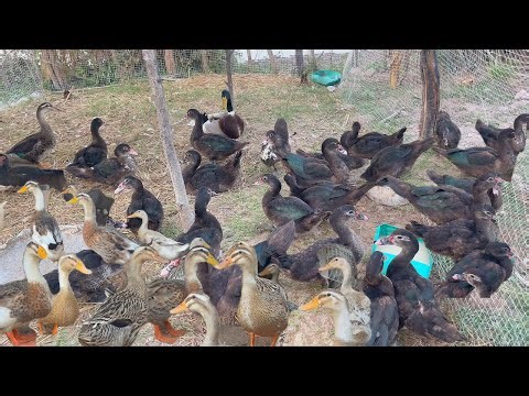 Relaxing with ducks