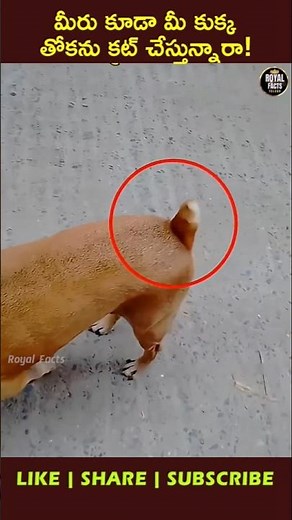 Truth Behind Dog Tail Docking! 🐶💔 #youtubeshorts #ytshorts #viral
