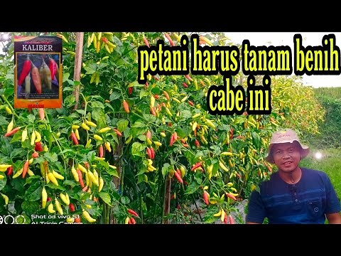 How to plant cayenne peppers with high yields