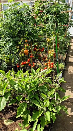 Tomato plant growing at home | home gardening UK 🇬🇧 #tomatoes #homegardeninguk #gardening #tomato | Home Gardening UK