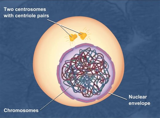 Mitosis HD Animation