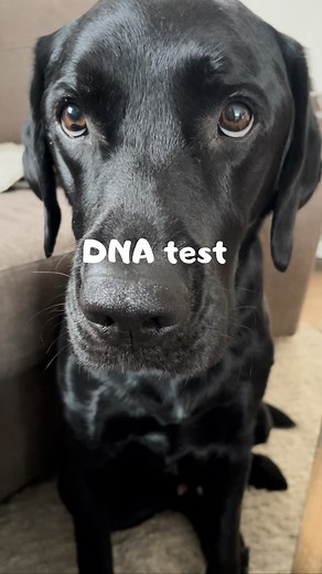 431K views · 10K reactions | My test results came back… #dogs #labrador | Elvisbatzthelab | Facebook