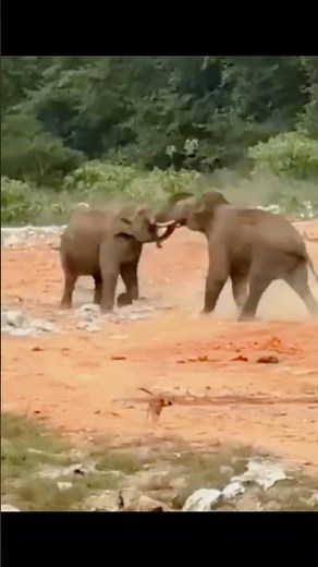 🐘 Why Do Elephants Fight? | Curious Planet Explorer