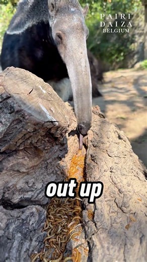 The Toothless Animal Even Lions Avoid – Giant Anteater Mystery 🐜 #amazingfacts #closedbutstillcaring