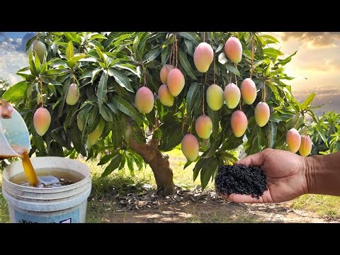 Organic Fertilizer for Plants, How to Make Liquid Organic Fertilizer to Stimulate Plants
