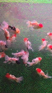 19K views · 351 reactions | Red Cap Fancy Oranda going to Manila! Oyeee! #oyeeepetshop #goldfish #aquarium #pets #fish #redcaporanda #oranda #hobby | Oyeee Petshop | Facebook