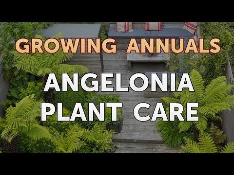 Angelonia Plant Care