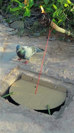 How to DIY unique pigeon trapping technique using paper effective #shorts #shortvideo #youtubeshorts