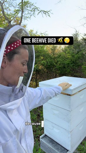 One of Our Beehives Died: What Happened? 😢🐝