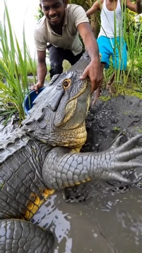 পোশাক কুমির আমাদের # short #kumer#foryou