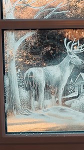 Adding the magical details to a reindeer as part of this Winter snow spray creation ❄️ #snowspray #artist #snowsprayartist #snowsprayart #snowwindows #artistsoninstagram | Snow Windows