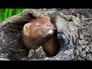 Американская норка. "Зона отдыха". American mink.