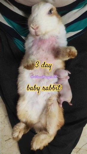 3 day baby bunny #babyyumyum #bunny #milking #new #born #vatikawithangels #ytshorts