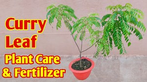 #curryleaves #curryleafplant #gardening #priyasarkar #homegardening Curry Leaf Plant Care & Fertilizer / Curry Patta Plant Care follow priya on facebook : https://www.facebook.com/Diy-things-with-priya-108095318130586/ follow priya on Instagram : https://www.instagram.com/diy_things_with_priya/ Parijat / Night Flowering Jaismine / Shiuli / हरसिंगार पौधे में फूल कितने दिन में आते हैं !! https://youtu.be/jttiIuK4gSE How to grow cuttings: https://www.youtube.com/playlist?list=PL97CVHZWkc2COa1nOEzaQ