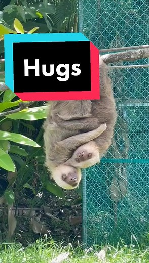 Nothing to see here#hug #cuddles #sloth #nothingtosee #funny #friends