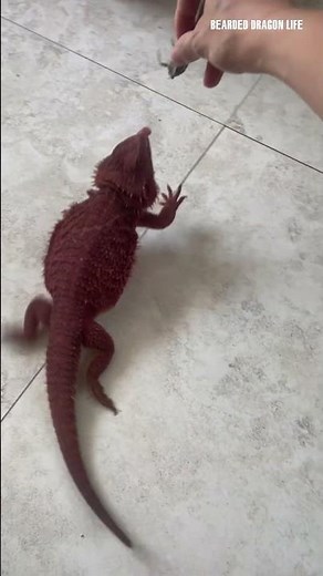 This Bearded Dragon Is Surprisingly Smart! #reptiles #beardeddragon #lizard