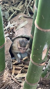 OMG Poor Little baby monkey got stuck in bamboo and screaming for help #Poorlittlemonkey #Babymonkey #Helpbabymonkey #Recusemonkey #Babymonkey #Cutemonkey #Sadbabymonkey #monkeylove #monkeylife #monkeylife #monkeyfun #Monkeybaby #Monkeyvideos #Monkeylover | Monkey Mason