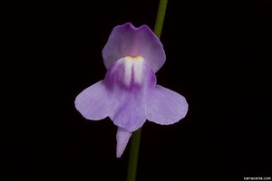 Utricularia amethystina - Alchetron, the free social encyclopedia