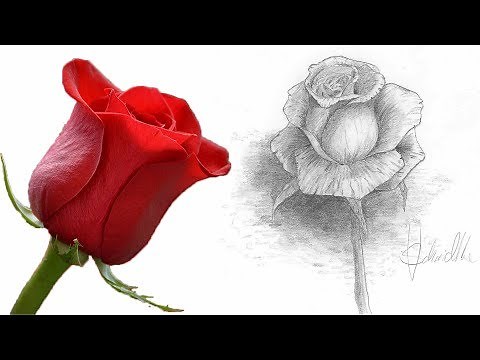 Rose zeichnen Schritt für Schritt Tutorial