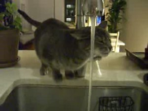 A thirsty cat