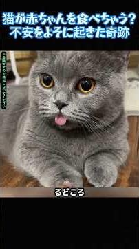 猫が赤ちゃんを食べちゃう？不安をよそに起きた奇跡#リスの赤ちゃん #木の下で発見 #保護動物 #猫とリス #恩返し #癒し動画 #野生動物保護 #成長記録 #まさかの正体