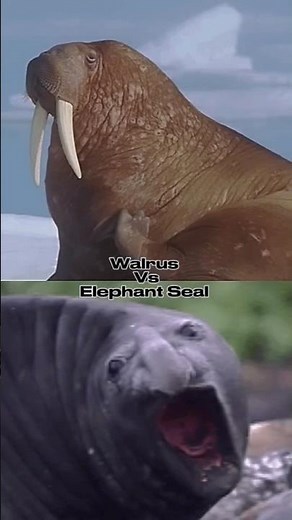 Walrus Vs Elephant Seal