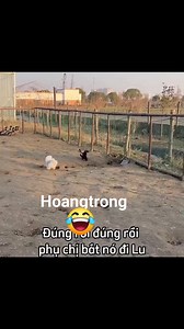 316K views · 4.9K reactions | #Cuoivuimoingay | Hoang Trong | Facebook
