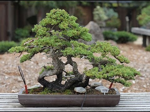 Dwarf Japanese garden juniper (Juniperus procumbens “Nana”)