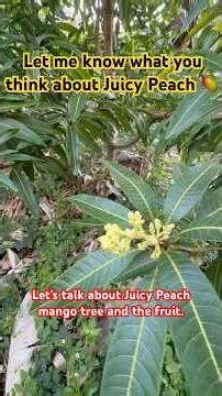 Juicy Peach mango tree and the fruit. #gardening #tropicalfruittrees #mango #fruit #garden