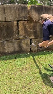 Have you ever seen a Red-Bellied Black Snake THIS chunky? 😍 Heather you absolutely nailed this catch. Handling a highly venomous snake this large that doesn’t want to be touched is not easy! Let’s appreciate the health of this animal wow! | Sunshine Coast Snake Catchers 24/7