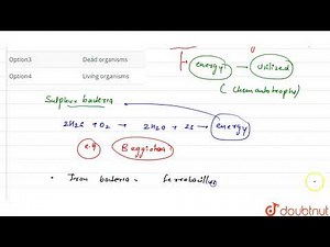 Chemoautotrophs derive their energy from