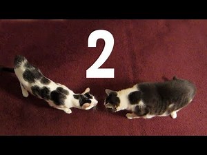 Astronocats & Rocko: Round Two (Day 1188 - 2/24/13)