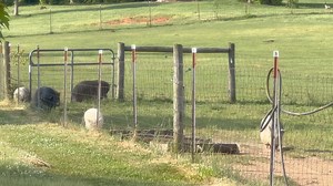 8.9K views · 696 reactions | There must’ve been a big party in the big pasture because everybody was out there today. Of course, the siren call of piggy breakfast is the biggest party of them all! 拾 | Frog Song Farm Sanctuary | Facebook