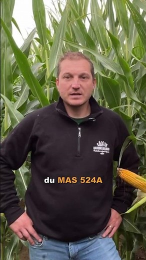 🌽 La surprise du Bas-Rhin : MAS 524A (+20 % de rendement !)
