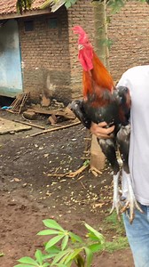 cek sound suara ayam pelung #reel #viral #ayampelung | Denleg Basaga