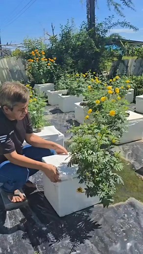 2.9K views · 12 reactions | Extraindo substância da raiz do cravo | Vinícius | Facebook