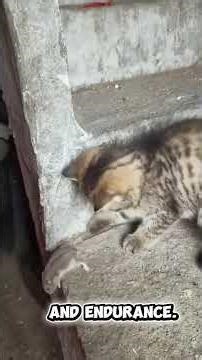 Why Cats Play With Rats (Not Kill): The Truth Revealed