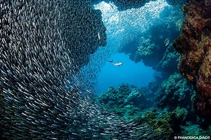 An Insider’s Guide to Roatán