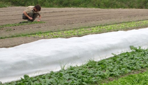 "Paysan maraîcher bio" - formation à distance en maraîchage bio