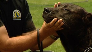 ¿Qué hay que hacer ante el ataque de un perro? Así debes reaccionar en estas situaciones