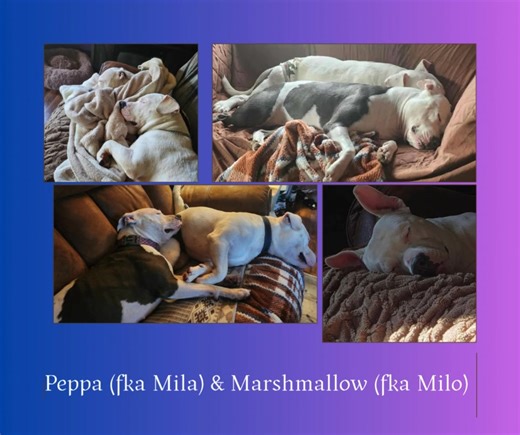 WE HAVE BIG NEWS!! For those who have been following our page, know we had a bonded pair of pitties (Milo & Mila). They came in as extremely scared strays on 5/13/25. After a few weeks of gaining our trust, they started coming out of their shells and showing their true colors! Mila was just the sweetest little pittie, who loved belly rubs, while Milo enjoyed every minute of life. He was just so happy ALL THE TIME! We would look out in the play yard, and he'd be tossing his toys up in the air and