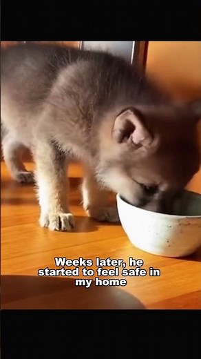 This Wolf's Howl Proves They NEVER Forget 🙏❤️