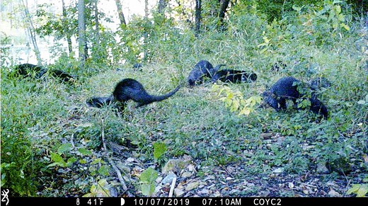 5.4K views · 132 reactions | River otters form social groups to help...