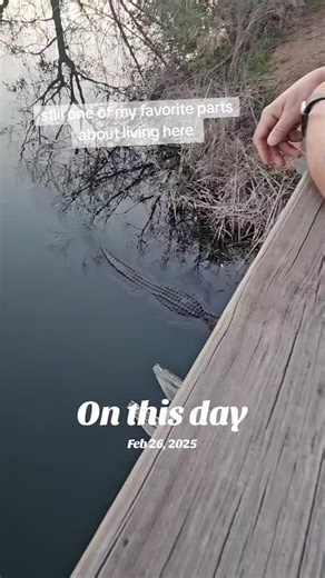 #onthisday #wildlife #gator #gatorsinthewild | wildlife