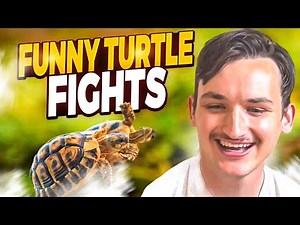 Turtles Fighting Compilation: Explaining why turtles fight