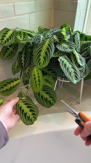 Easy Maranta Propagation Tips: Water Rooting Guide