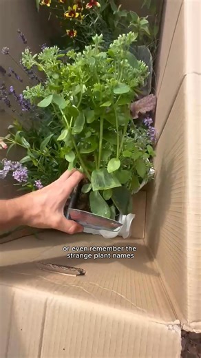 DIY made simple – even in the garden! With Garden on a Roll, you can transform any border in just a few steps: 1️⃣ Pick your style – Wildlife, Cottage, Mediterranean & more. 2️⃣ Roll out the biodegradable paper plan. 3️⃣ Plant where the circles show. 4️⃣ Sit back and watch it grow into a stunning, ready-made design. And don’t forget – now is still a brilliant time to plant. The soil is warm, so roots settle quickly and your plants will be stronger come spring. Every kit comes complete with plant